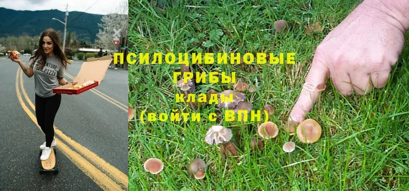 OMG ССЫЛКА  Шилка  Псилоцибиновые грибы Cubensis 